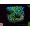 WYSIWYG Montipora Rainbow