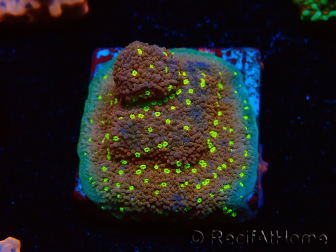 WYSIWYG Montipora Habanero