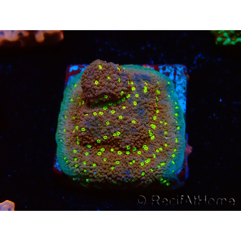 WYSIWYG Montipora Habanero