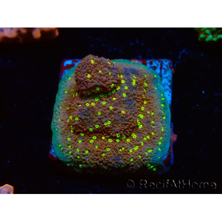 WYSIWYG Montipora Habanero