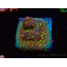 WYSIWYG Montipora Habanero