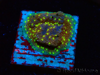 WYSIWYG Montipora Habanero