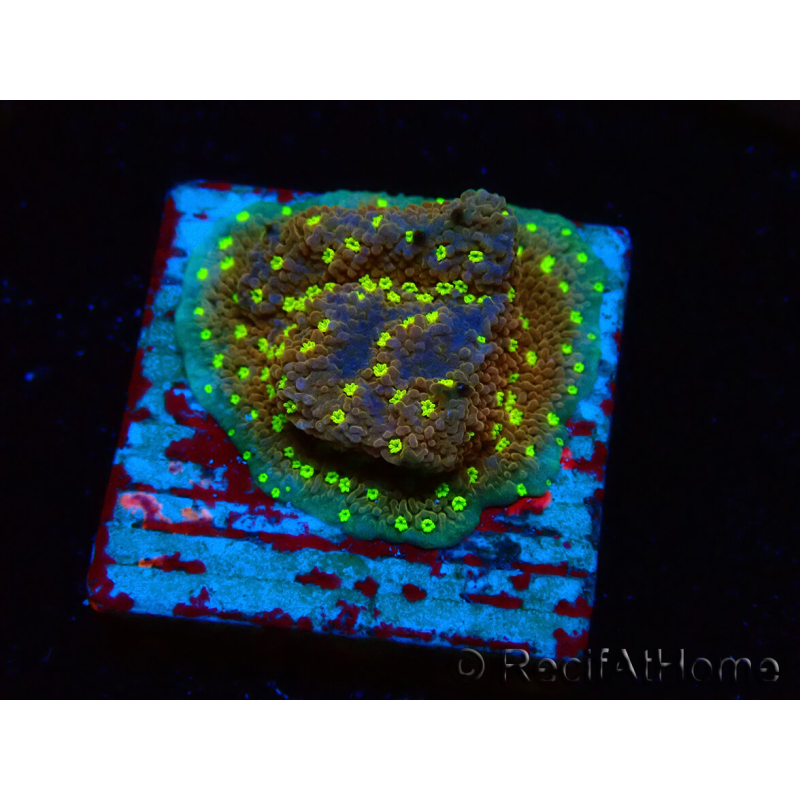 WYSIWYG Montipora Habanero