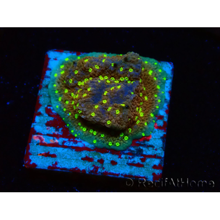 WYSIWYG Montipora Habanero