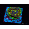 WYSIWYG Montipora Habanero