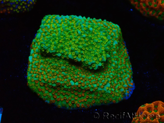 WYSIWYG Montipora Chili Pepper