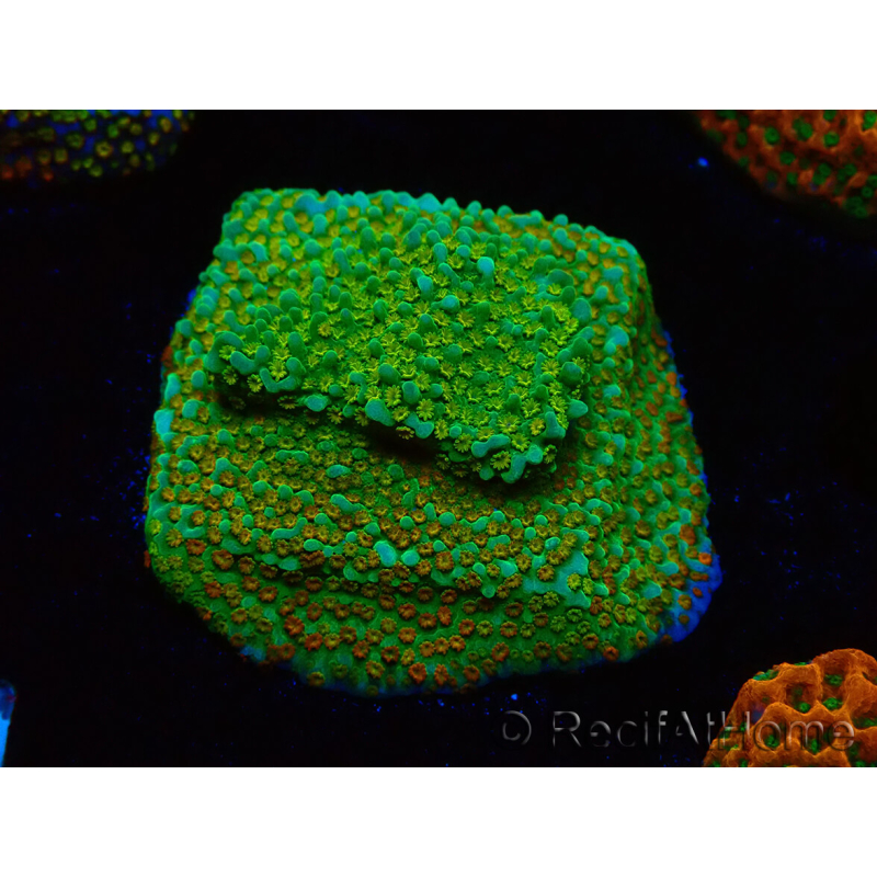 WYSIWYG Montipora Chili Pepper