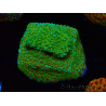 WYSIWYG Montipora Chili Pepper