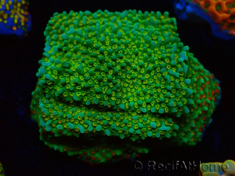 WYSIWYG Montipora Chili Pepper 11D2