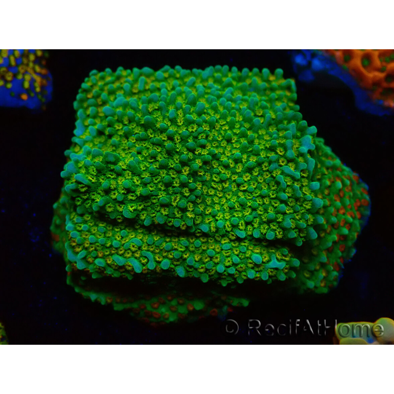 WYSIWYG Montipora Chili Pepper