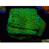 WYSIWYG Montipora Chili Pepper