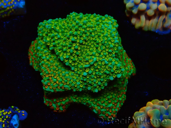 WYSIWYG Montipora Chili Pepper
