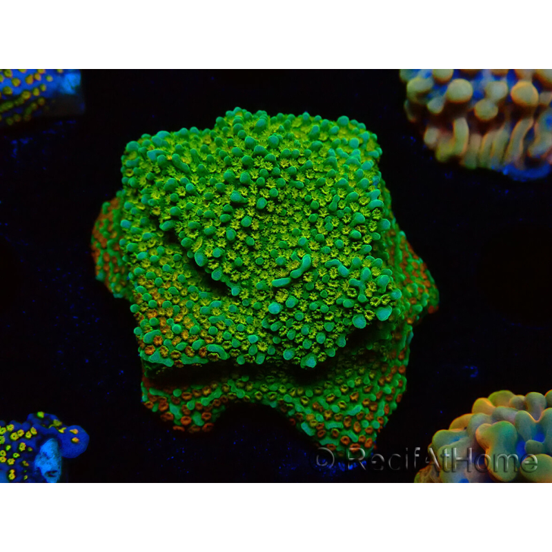 WYSIWYG Montipora Chili Pepper