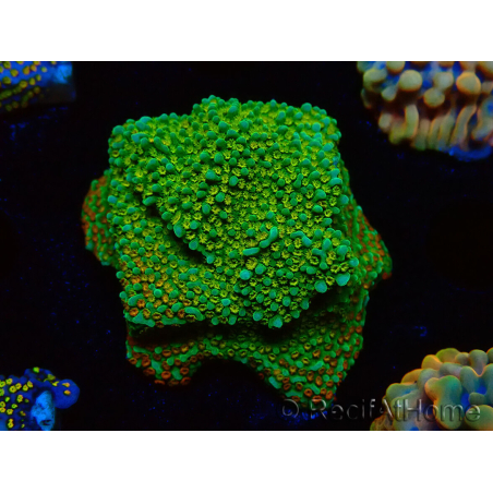 WYSIWYG Montipora Chili Pepper