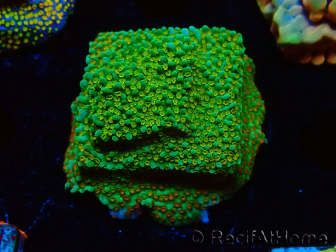 WYSIWYG Montipora Chili Pepper 11D4