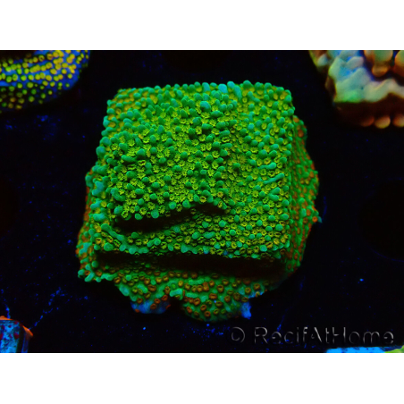 WYSIWYG Montipora Chili Pepper 11D4