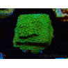 WYSIWYG Montipora Chili Pepper