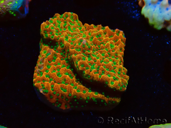 WYSIWYG RAH Montipora Phoenix evolution