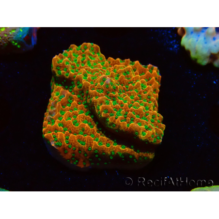 WYSIWYG RAH Montipora Phoenix evolution