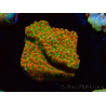 WYSIWYG RAH Montipora Phoenix evolution