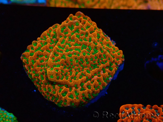 WYSIWYG RAH Montipora Phoenix evoluzione