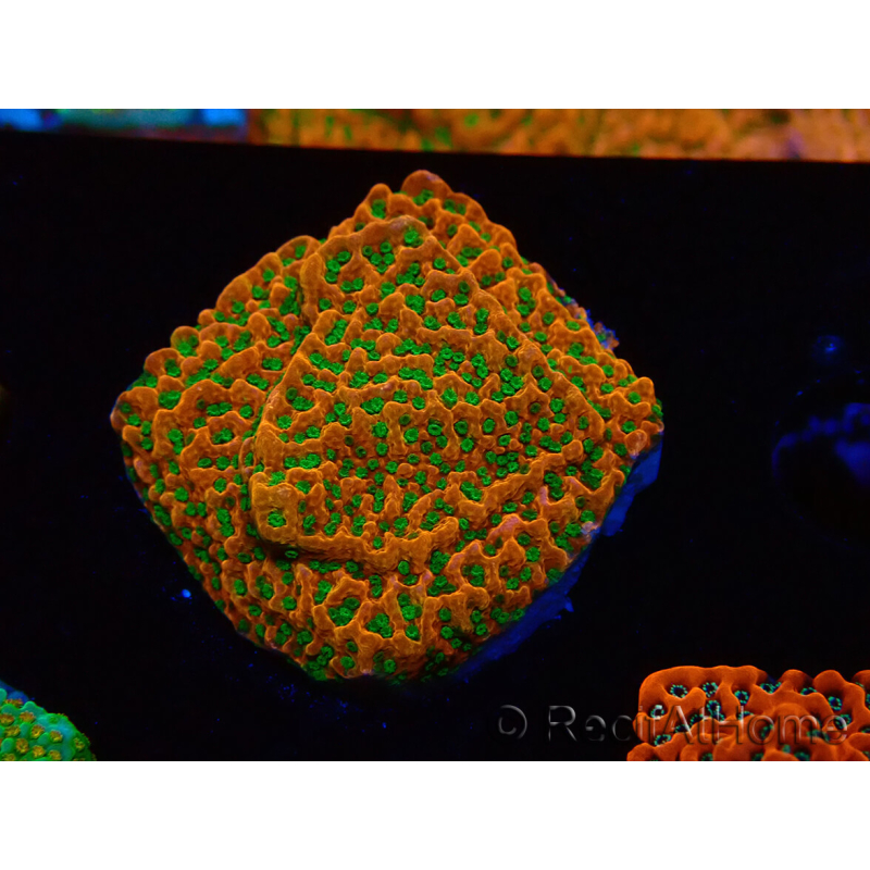 WYSIWYG RAH Montipora Phoenix evoluzione