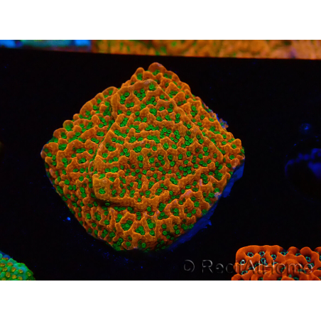 WYSIWYG RAH Montipora Phoenix evoluzione