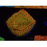 WYSIWYG RAH Montipora Phoenix evoluzione