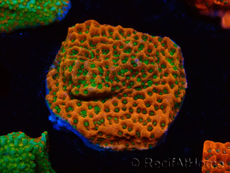 WYSIWYG RAH Montipora Phoenix evolution