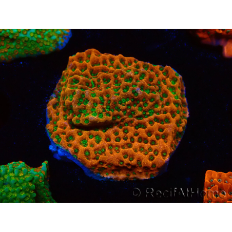 WYSIWYG RAH Montipora Phoenix evolución
