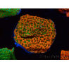 WYSIWYG RAH Montipora Phoenix evolution
