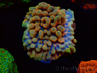 WYSIWYG Montipora Crazy T 11E1