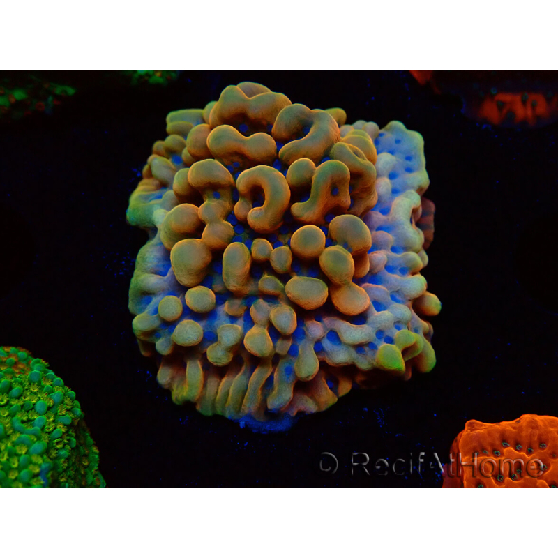 WYSIWYG Montipora Crazy T