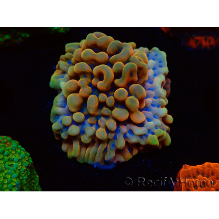 WYSIWYG Montipora Crazy T