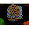 WYSIWYG Montipora Crazy T 11E1