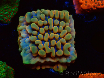 WYSIWYG Montipora Crazy T