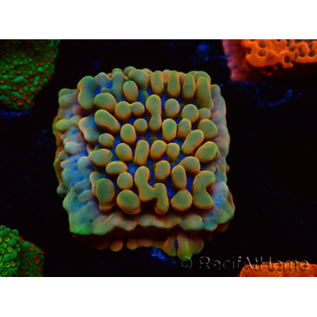 WYSIWYG Montipora Crazy T