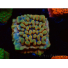 WYSIWYG Montipora Crazy T 11E2