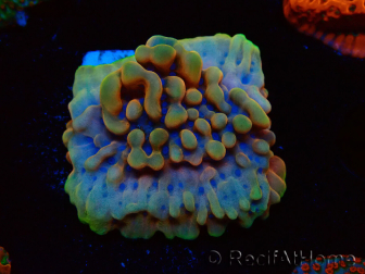 WYSIWYG Montipora Crazy T 11E3