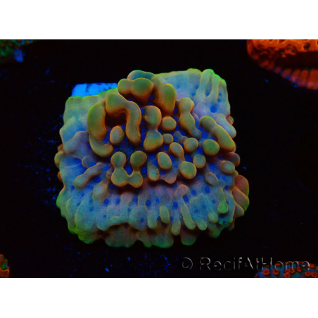 WYSIWYG Montipora Crazy T