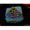 WYSIWYG Montipora Crazy T