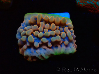 WYSIWYG Montipora Crazy T