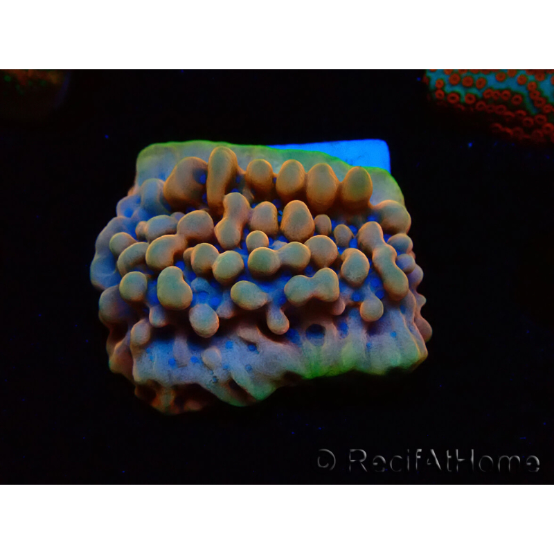 WYSIWYG Montipora Crazy T