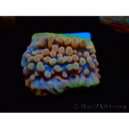 WYSIWYG Montipora Crazy T
