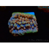 WYSIWYG Montipora Crazy T