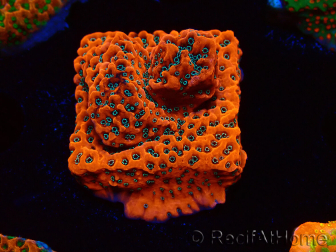 WYSIWYG WWC Montipora Dragon Fruit