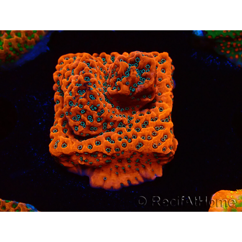 WYSIWYG WWC Montipora Dragon Fruit 11E5