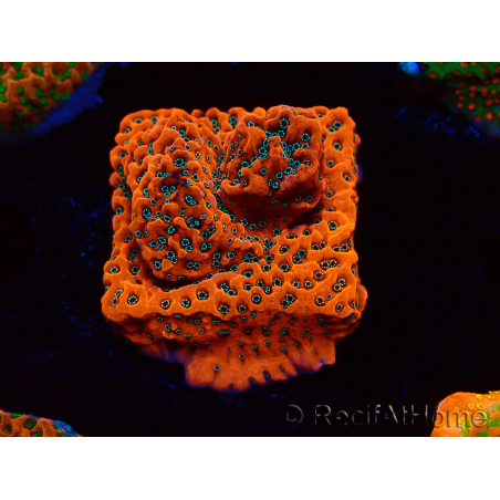 WYSIWYG WWC Montipora Dragon Fruit