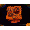 WYSIWYG WWC Montipora Dragon Fruit