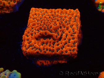WYSIWYG WWC Montipora Dragon Fruit
